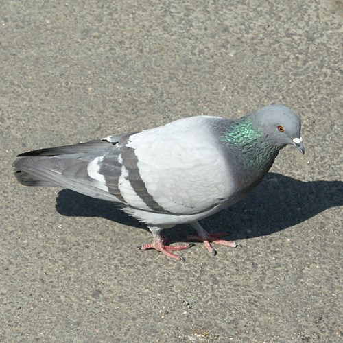 Pigeon bisetSur le Nature-Guide de RikenMon