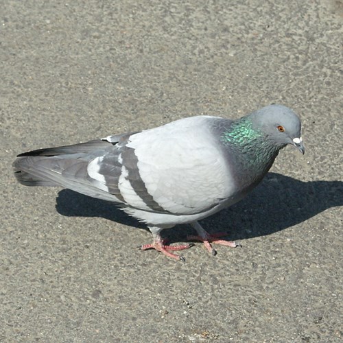 Piccione selvatico occidentalesu guida naturalistica di RikenMon