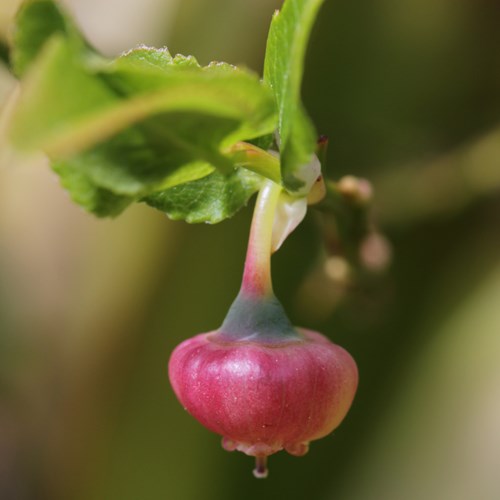 Vaccinium myrtillus [L.]Em Nature-Guide de RikenMon