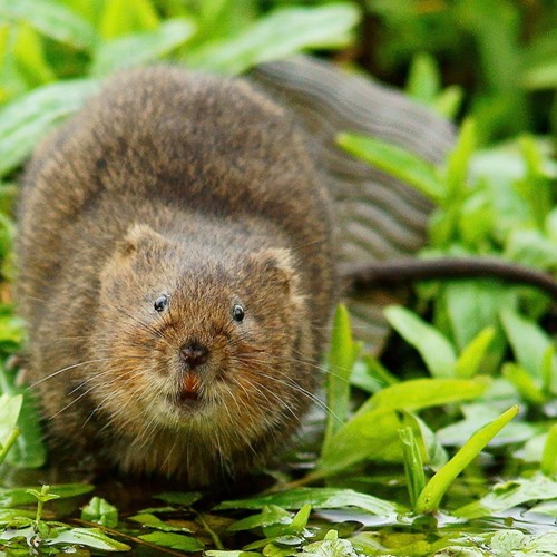 Arvicola acquatica europeasu guida naturalistica di RikenMon