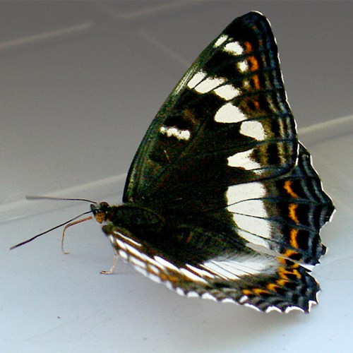 Limenitis populi [L.]En la Guía-Naturaleza de RikenMon