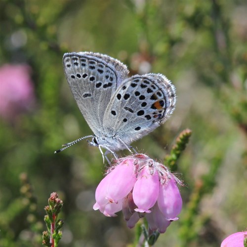 Голубянка торфяниковаяна Nature-Guide RikenMon в