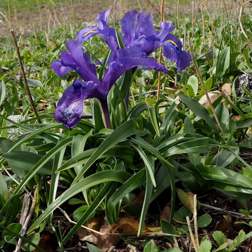 Iris planifolia [L.]Sur le Nature-Guide de RikenMon