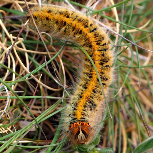 Lasiocampa trifolii [L.]En la Guía-Naturaleza de RikenMon