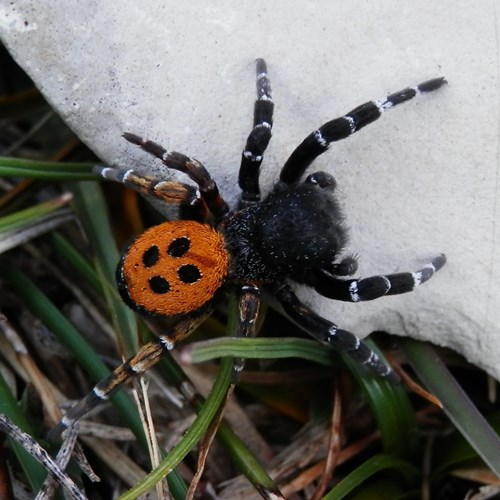 Ragno coccinellasu guida naturalistica di RikenMon