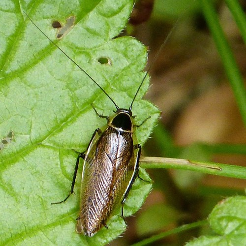 Ectobius sylvestris [L.]在RikenMon的自然指南