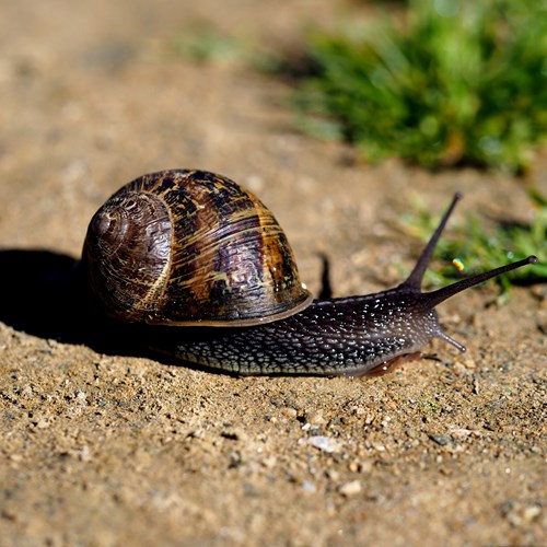 Segrijnslakop RikenMon's Natuurgids