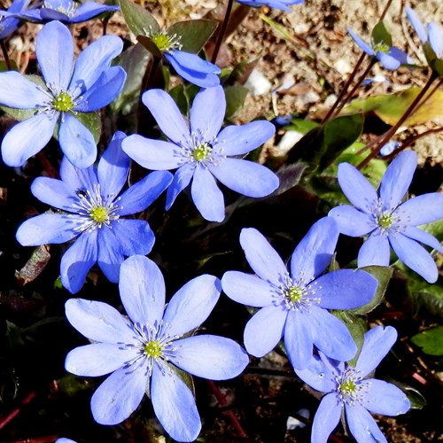 Anemone hepatica [L.]En la Guía-Naturaleza de RikenMon