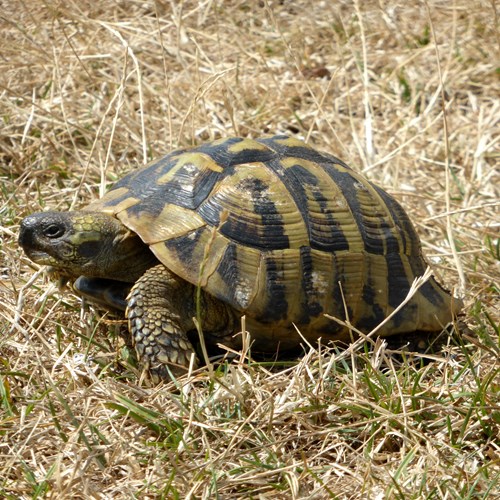 Testudo hermanni [L.]Em Nature-Guide de RikenMon