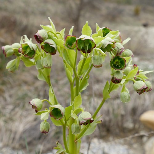 Helleborus foetidus [L.]Em Nature-Guide de RikenMon