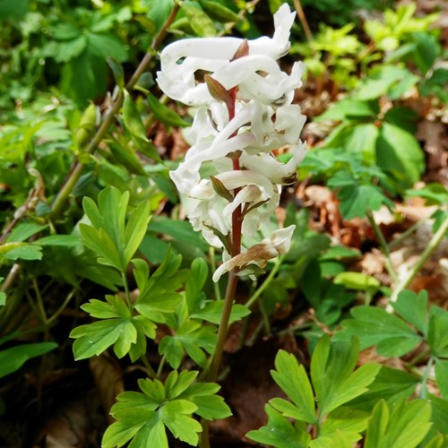 Corydalis cava [L.]在RikenMon的自然指南