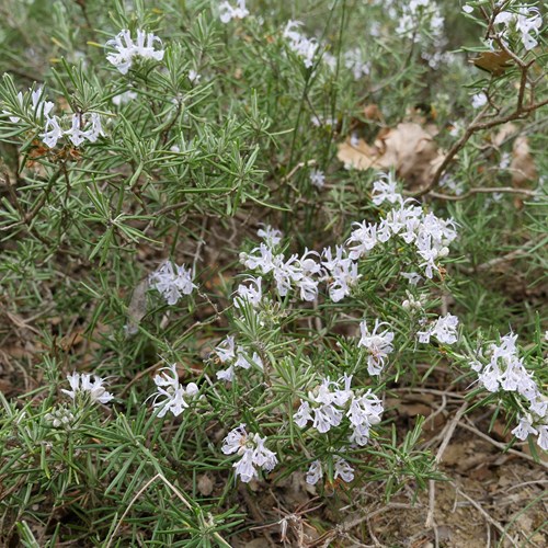 RomeroEn la Guía-Naturaleza de RikenMon