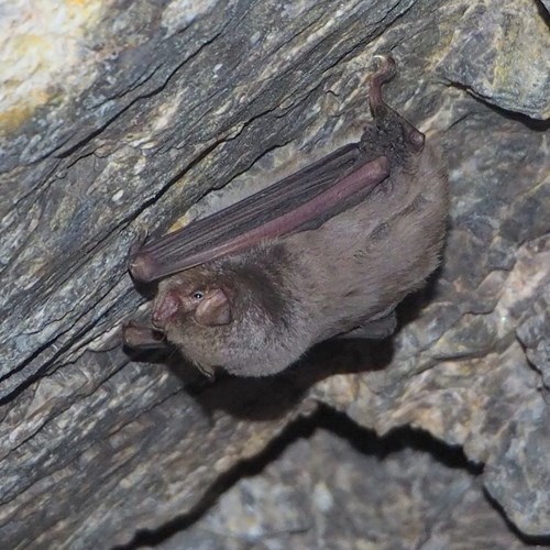 Murciélago de cuevaEn la Guía-Naturaleza de RikenMon