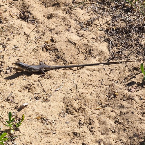 Psammodromus algirus [L.]на Nature-Guide RikenMon в