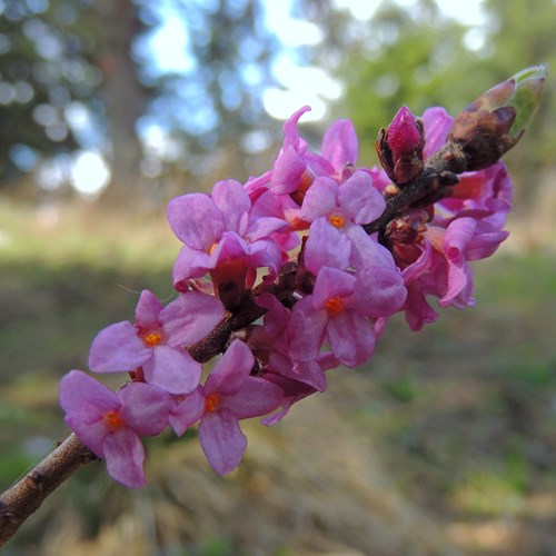 Daphne mezereum [L.]在RikenMon的自然指南