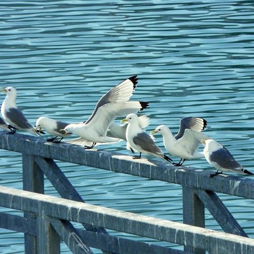 Gaviota tridáctilaEn la Guía-Naturaleza de RikenMon