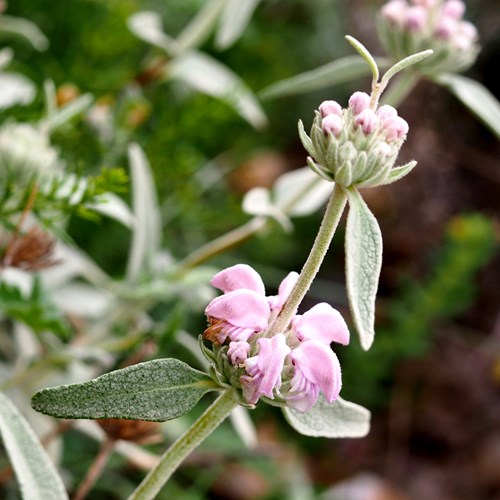 Phlomis purpurea [L.]op RikenMon's Natuurgids