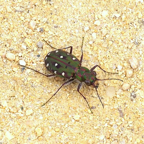 Cicindèle champêtreSur le Nature-Guide de RikenMon