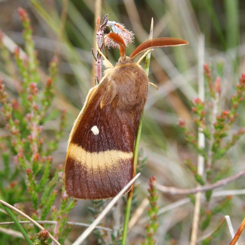 Lasiocampa quercus [L.]Em Nature-Guide de RikenMon