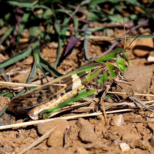 Oedalus decorus [L.]su guida naturalistica di RikenMon