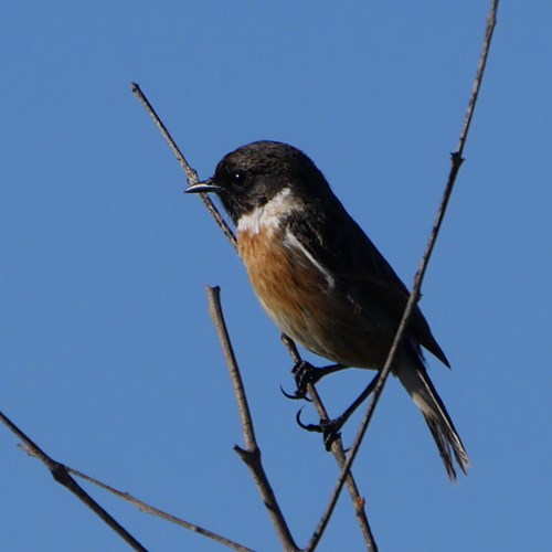 Roodborsttapuitop RikenMon's Natuurgids