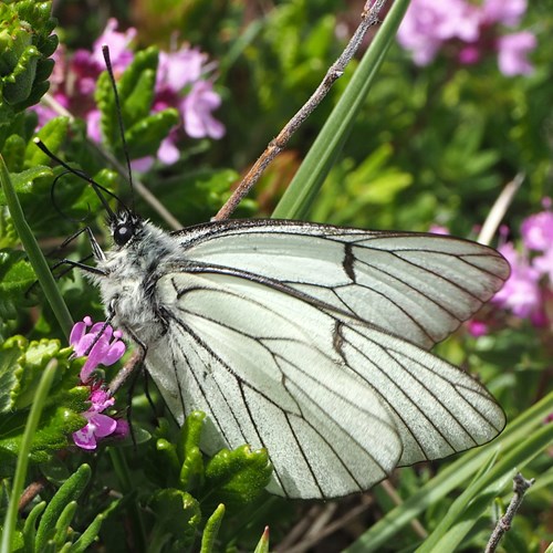 Aporia crataegi [L.]在RikenMon的自然指南