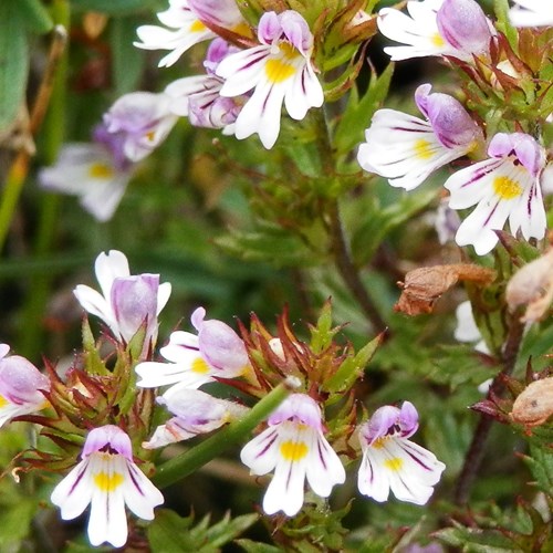 Euphrasia rostkoviana [L.]Sur le Nature-Guide de RikenMon