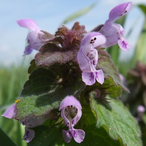 Lamium purpureum [L.]在RikenMon的自然指南