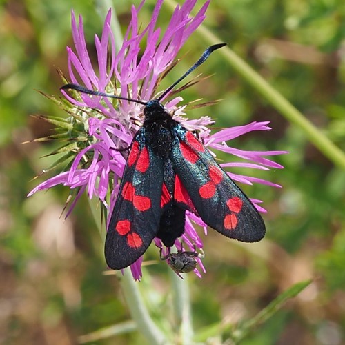 Zygaena filipendulae [L.]su guida naturalistica di RikenMon