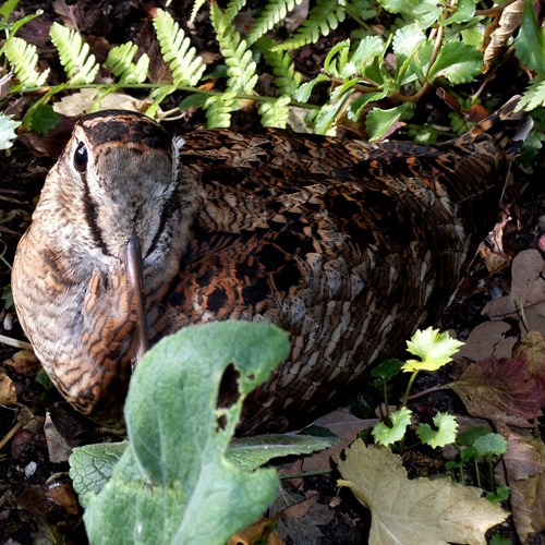 Beccacciasu guida naturalistica di RikenMon