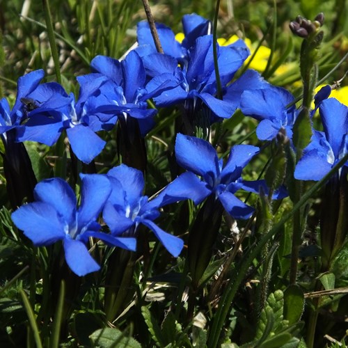 Gentiana bavarica [L.]su guida naturalistica di RikenMon