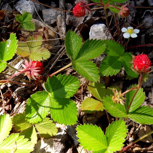 Wild strawberryon RikenMon's Nature-Guide