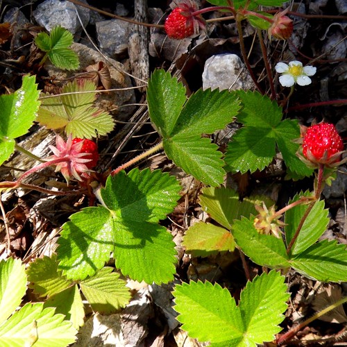 Fresa salvajeEn la Guía-Naturaleza de RikenMon