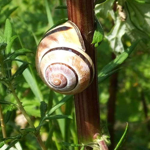 Cepaea nemoralis [L.]在RikenMon的自然指南