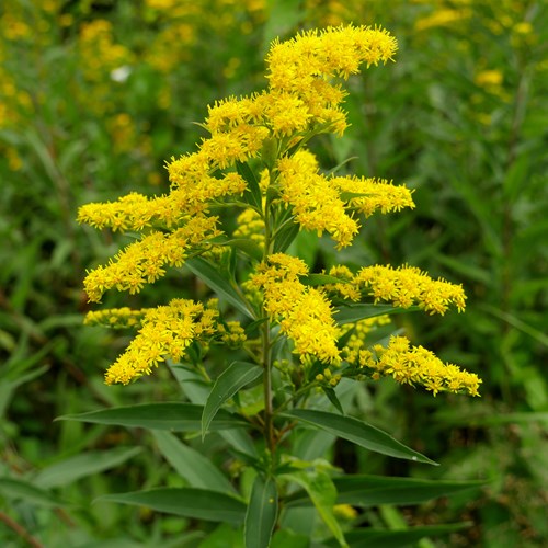 Solidago gigantea [L.]En la Guía-Naturaleza de RikenMon