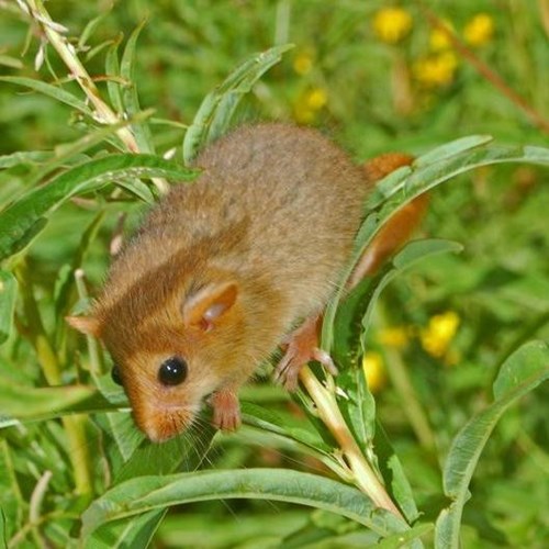 Hazel dormouseon RikenMon's Nature-Guide