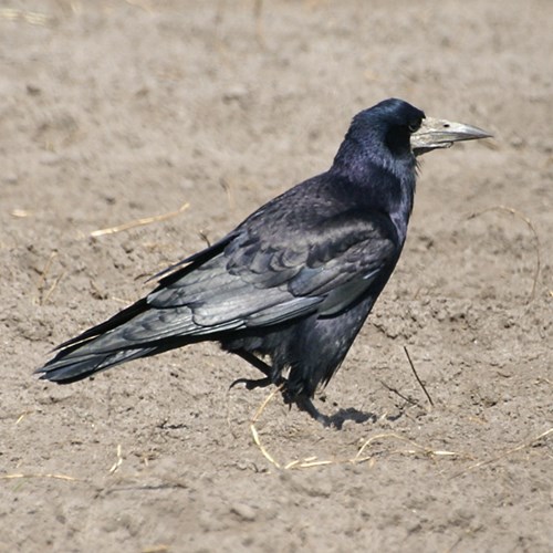 Corbeau freuxSur le Nature-Guide de RikenMon