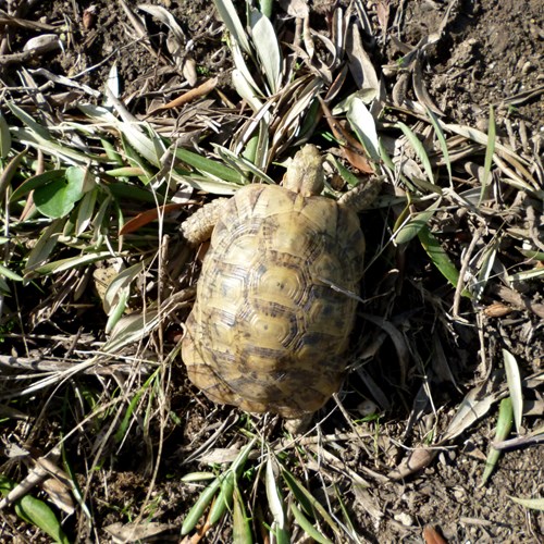 Spur-thighed tortoiseon RikenMon's Nature-Guide