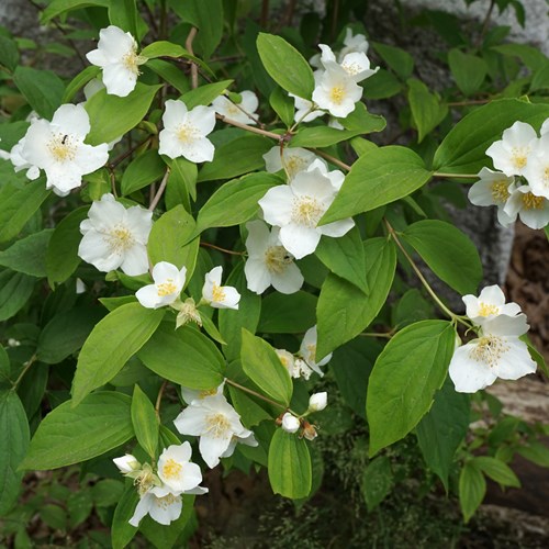 Philadelphus coronarius [L.]su guida naturalistica di RikenMon