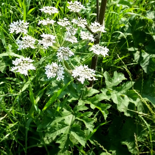 Heracleum sphondylium [L.]在RikenMon的自然指南