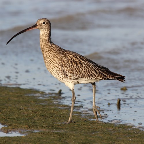 Chiurlo maggioresu guida naturalistica di RikenMon