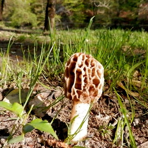 Morchella esculenta [L.]на Nature-Guide RikenMon в