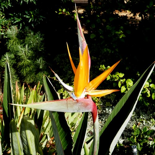 Strelitzia reginae [L.]su guida naturalistica di RikenMon