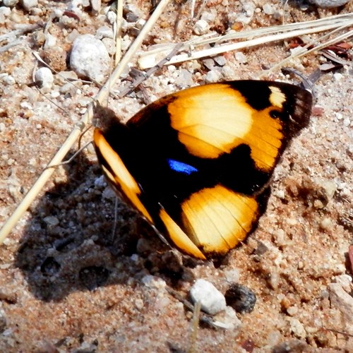 Junonia hierta [L.]на Nature-Guide RikenMon в