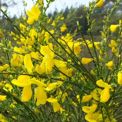 Retama negraEn la Guía-Naturaleza de RikenMon