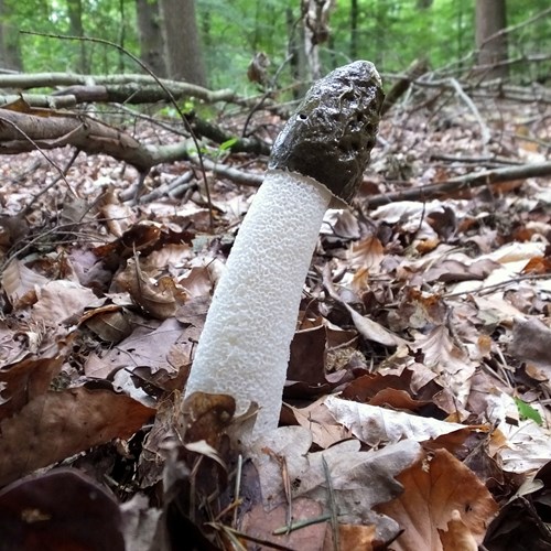 Phallus impudicus [L.]su guida naturalistica di RikenMon