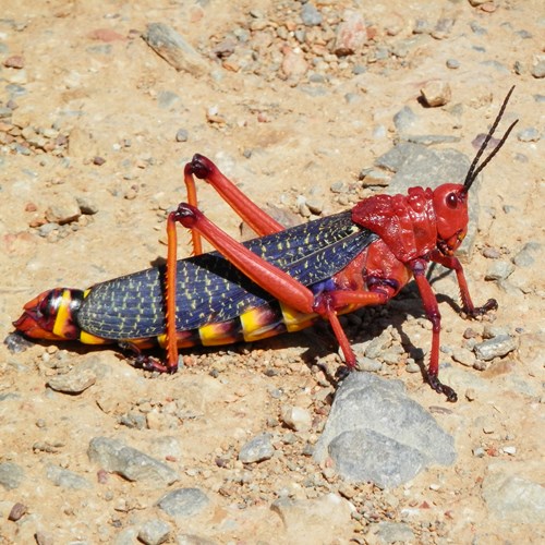 Phymateus morbillosus [L.]En la Guía-Naturaleza de RikenMon