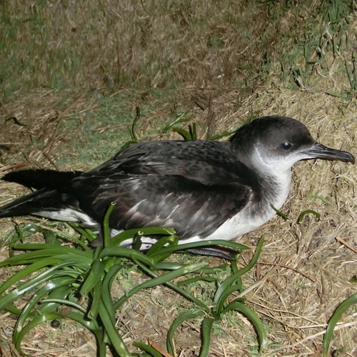 Noordse pijlstormvogelop RikenMon's Natuurgids