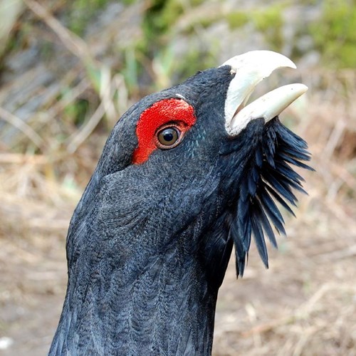 Gallo cedronesu guida naturalistica di RikenMon