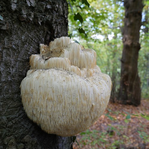 Hericium erinaceus [L.]Em Nature-Guide de RikenMon